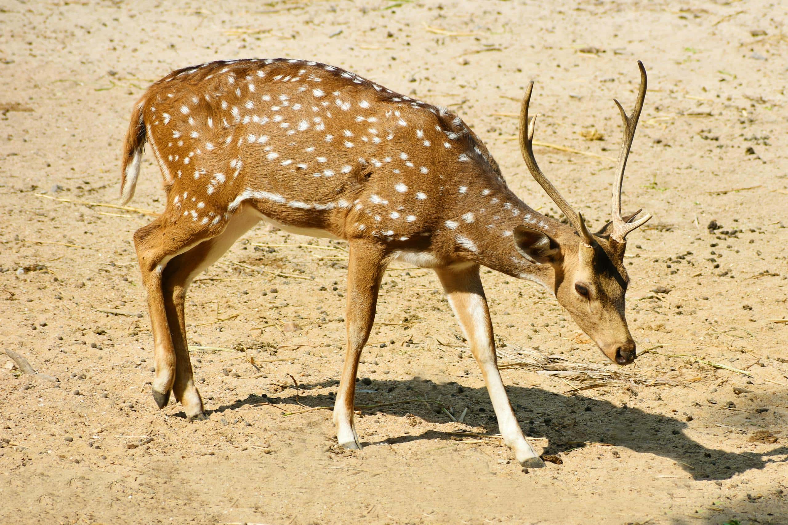 Top 10 Animals that Symbolize Change Image of a white and brown deer standing on a plain surface, calmly looking ahead with no background distractions.