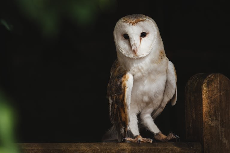 Image of a barn owl perched gracefully on a tree branch, facing slightly to the side with its head turned toward the viewer. Image used for the article animals that mean family.
