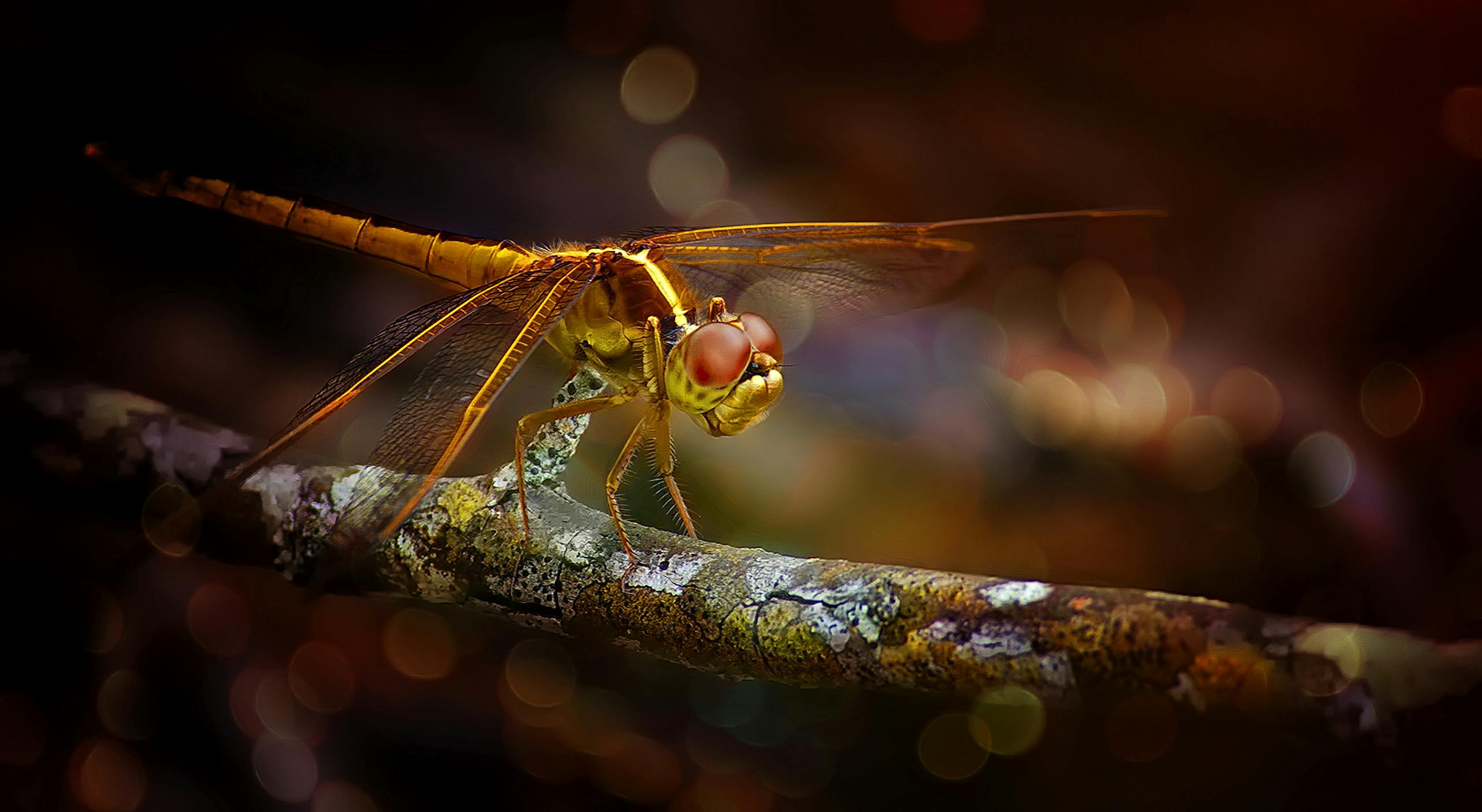 Dragonfly Spirit Animal Symbolism, Meaning in Love, Career, Dreams & More A close-up photo of a brown dragonfly perched on a branch, highlighting the fine details of its textured wings and segmented body. The dragonfly's large, compound eyes glimmer in the light, and its delicate legs grip the branch securely. The earthy tones of the dragonfly blend harmoniously with the branch in the natural setting.