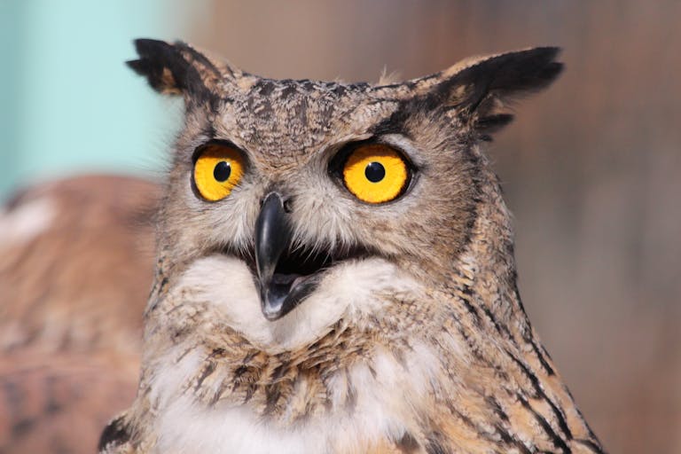 Close-up photograph of an African owl perched on a branch. The owl’s sharp, orange-yellow eyes are fixed in an intense gaze, contrasting against its dark, speckled feathers. Its facial disk is well-defined, with small tufts above its head resembling ears. The background is softly blurred, bringing attention to the intricate details of the owl’s feathers and the textures on its face. The lighting accentuates the owl’s striking features, adding depth to its wise, vigilant expression. Image used for the article What Does It Mean When an Owl Visits You.