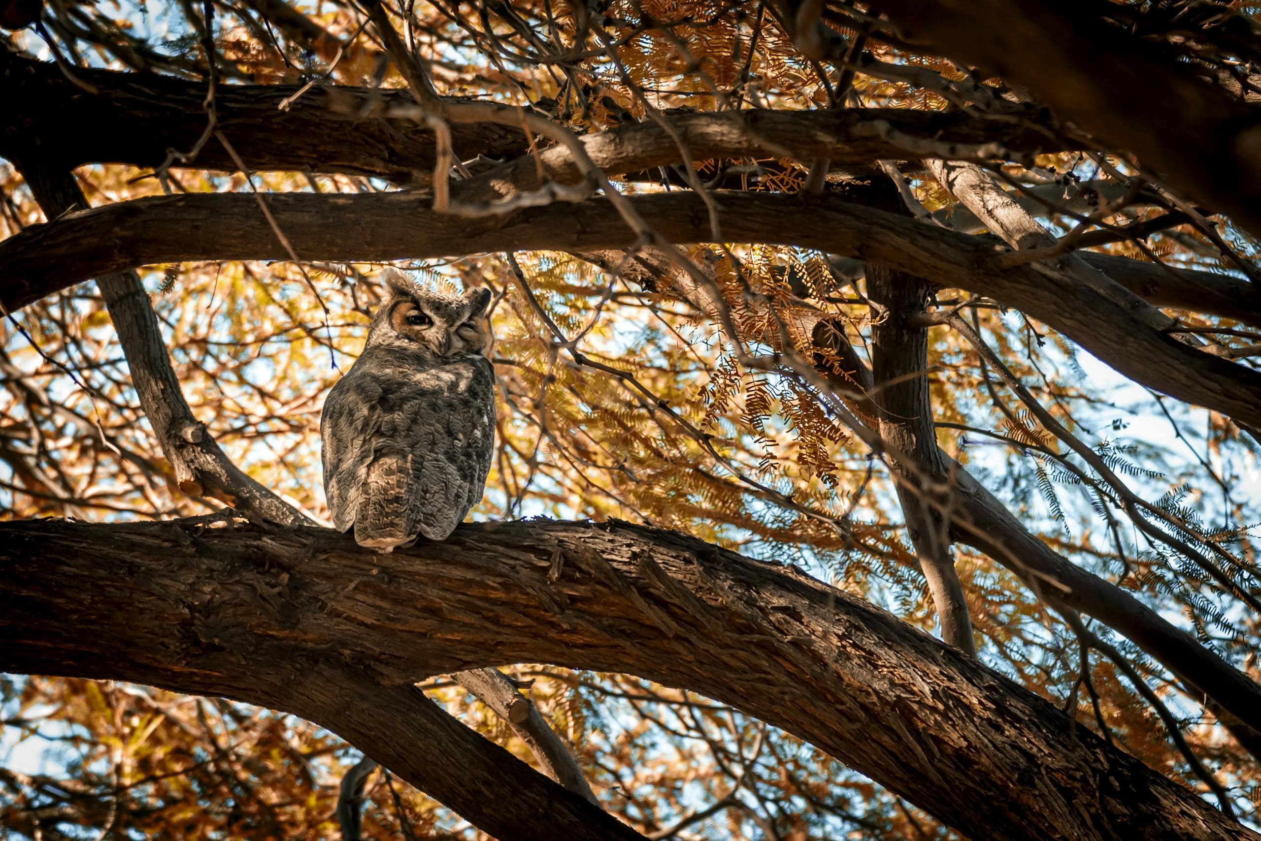 Image of an owl perched on a tree branch, its body angled slightly with its head turned to face the viewer. The owl's feathers are a mix of earthy browns, whites, and grays, blending well with the rugged texture of the branch. Its round, piercing eyes stand out, conveying a sense of watchfulness. Small tufts near its head resemble ears, adding to its alert expression. The background is softly blurred, highlighting the owl’s form and emphasizing its natural camouflage among the tree branches.