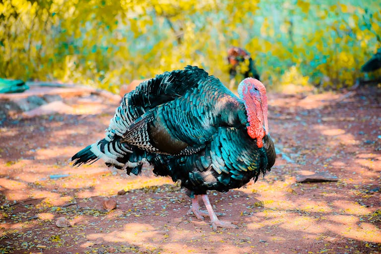 Image of two black turkeys standing side by side on grassy ground. Their feathers are dark and glossy, and they have red wattles hanging from their necks.