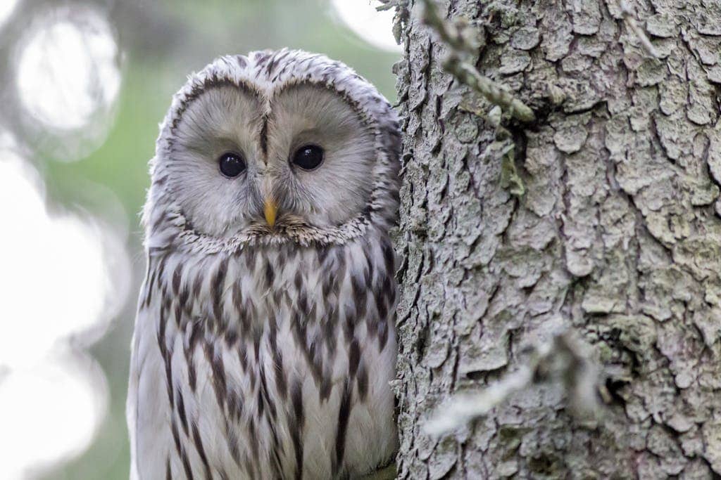 What’s the Spirit Animal for December? Close-up image of a white and black owl perched on a tree branch. The owl’s feathers are a striking mix of snowy white and deep black patterns, creating a beautiful contrast. Its large, round eyes are alert and piercing, framed by delicate facial feathers. Small feathered tufts above its head give it a distinctive look, while its sharp beak and talons are visible, gripping the branch firmly. Showing What Does It Mean When an Owl Visits You.
