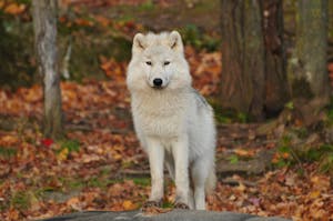 Close-up image of a white wolf stands alone in a dense forest, its bright fur contrasting sharply against the dark green and brown tones of the trees and foliage. Image used for the article what animal represents determination.