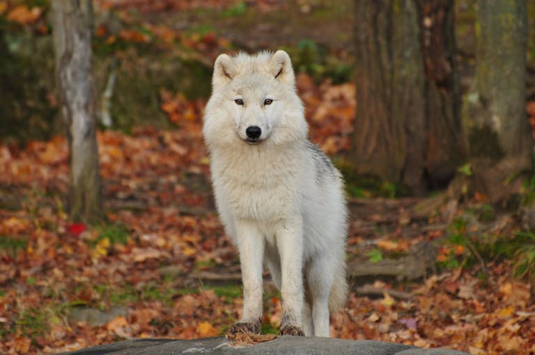 Close-up image of a white wolf stands alone in a dense forest, its bright fur contrasting sharply against the dark green and brown tones of the trees and foliage. Image used for the article what animal represents determination.