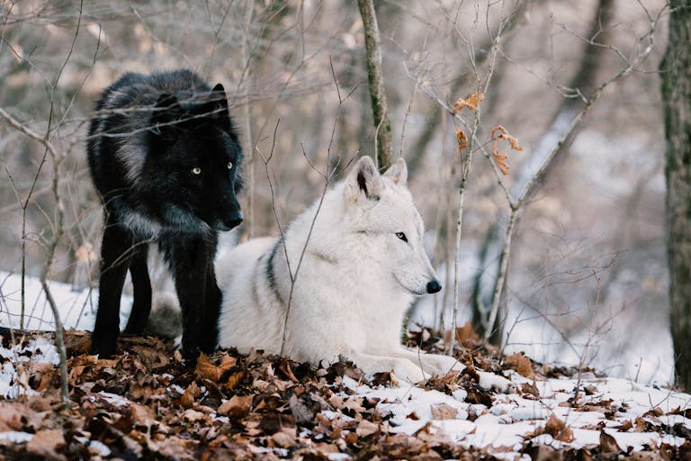 Image of two wolves, one white and one black, stand side by side on a forest floor covered with brown dried leaves. The white wolf has piercing blue eyes, while the black wolf has intense golden eyes, both with alert expressions. The autumn leaves surround them, providing a warm, earthy contrast to their fur. Image used for the article wolf as a spirit animal.