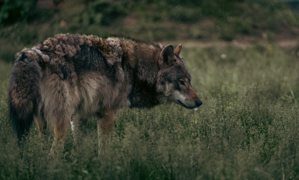 Animals that Represent Freedom in Spirituality Image of a wolf standing alert in an open grassy field, its thick fur coat blending with the natural surroundings. The wolf’s head is slightly turned, with piercing yellow eyes scanning the area, ears perked up in attention. Sunlight filters through, casting a gentle shadow behind it. Wildflowers and tall grasses frame the scene, enhancing the wolf's solitary, majestic presence in the open landscape showing wolf as a spirit animal.