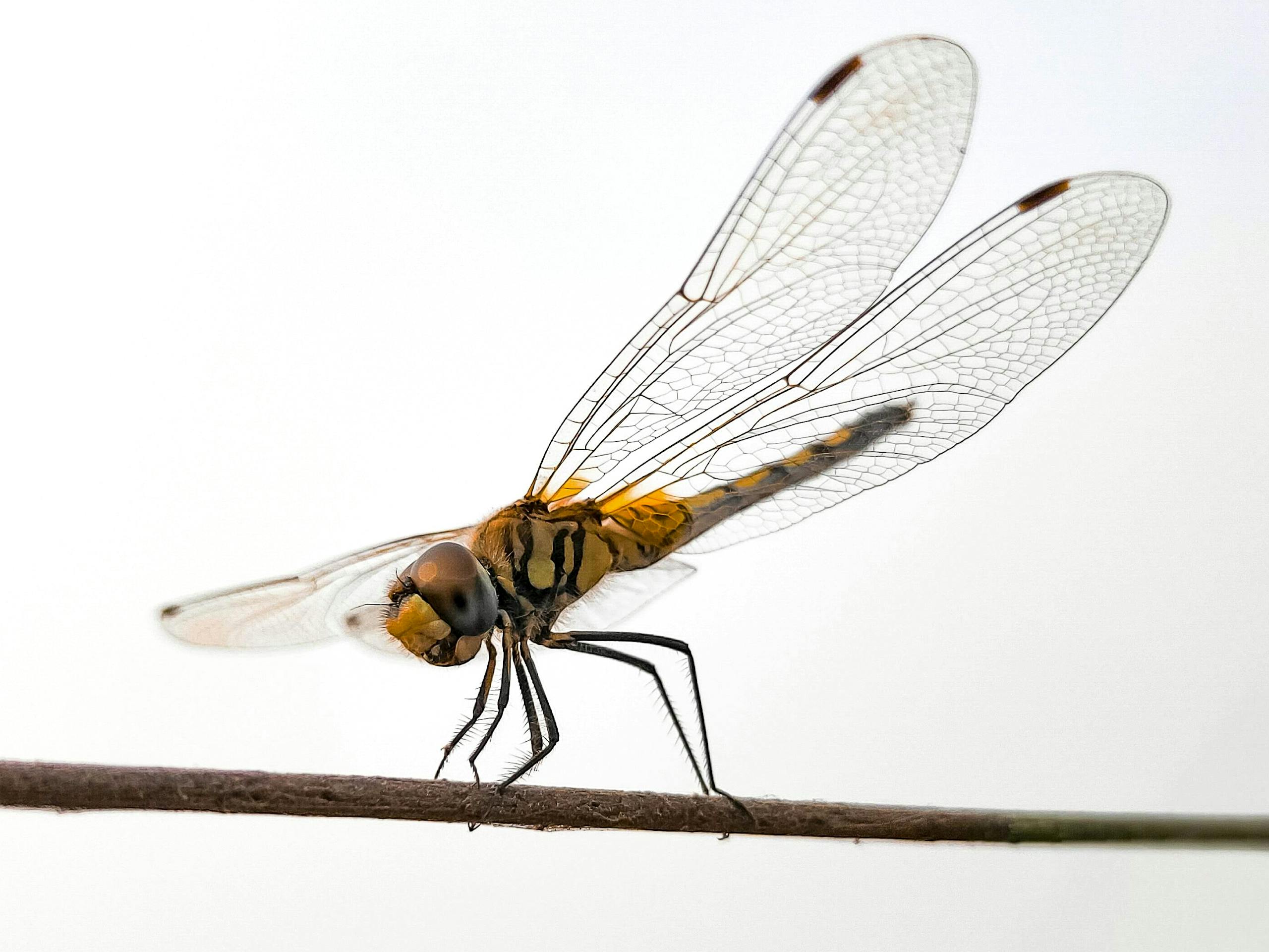 Dragonfly Spirit Animal Symbolism, Meaning in Love, Career, Dreams & More Close-up image of a dragonfly rests on a brown stick, its intricate wings spread out with fine, transparent details. The dragonfly's body stands out with its bold yellow and black pattern, contrasting against the earthy tones of the stick beneath it. Image used for the article Dragonfly Spirit Animal.