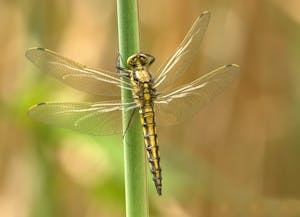 Image of a yellow and black dragonfly perches delicately on a slender green stem during daytime. Its transparent wings, veined in black, glisten in the natural light as it remains still, showcasing the contrast between its vibrant body and the lush greenery around it. Image used for the article Dragonfly spirit animal.