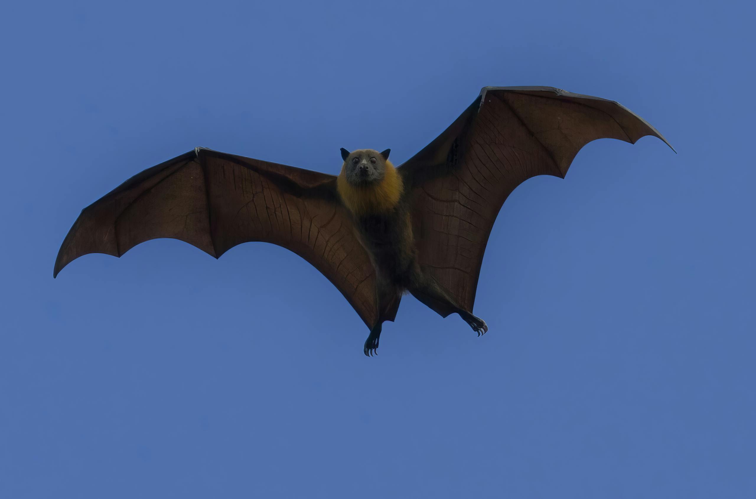  Image of a bat in mid-flight, silhouetted against a twilight sky. Its wings are fully extended, displaying the intricate structure of the wing membranes and bones. The bat’s body and head are dark and feature a distinct outline, creating a dramatic, eerie effect against the fading light. The background is a gradient of dusky colors, adding to the atmosphere of the scene.