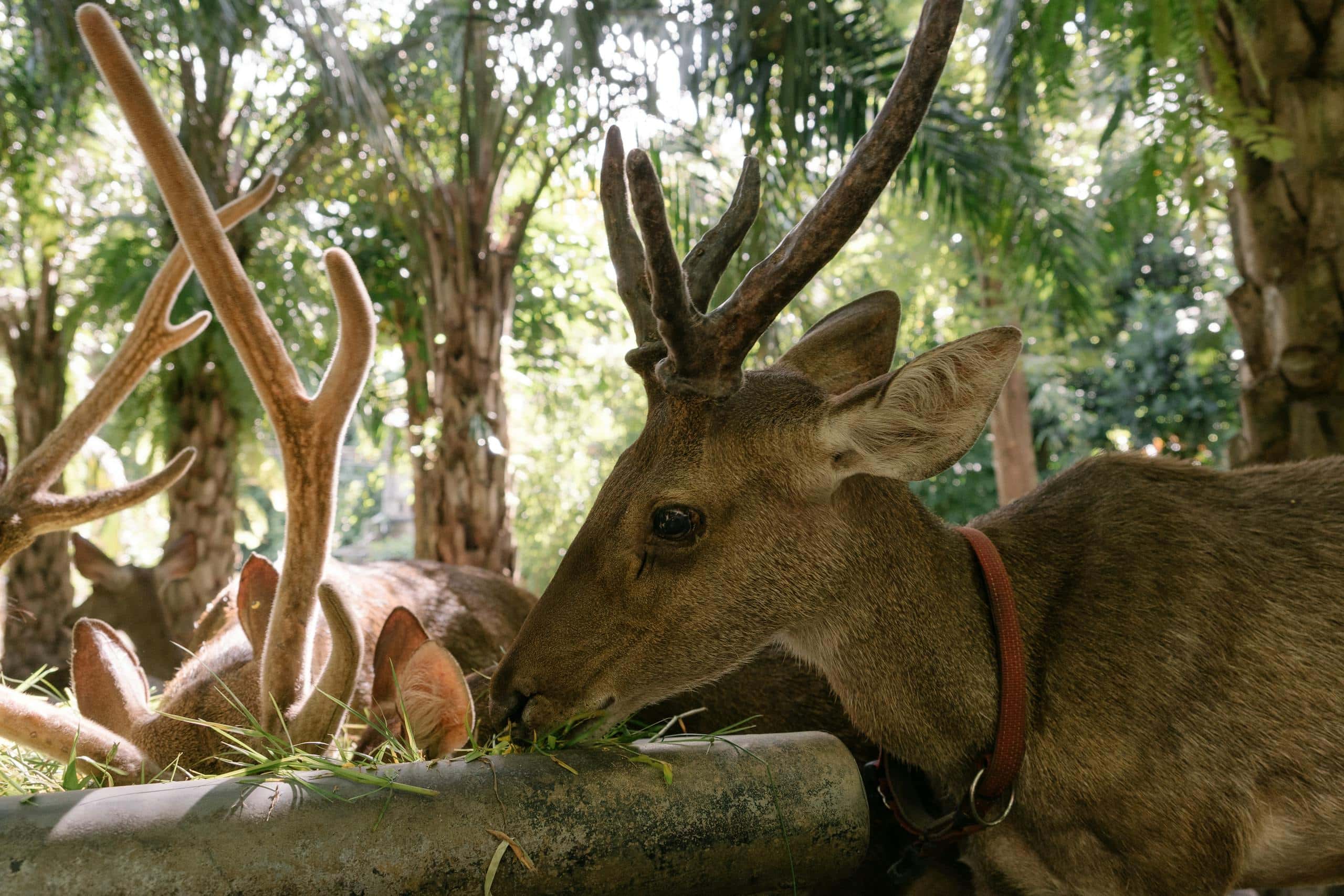 Image of a deer with tall, branching antlers grazes quietly in a lush, green forest. Its head is lowered as it nibbles on fresh vegetation, surrounded by dense foliage, ferns, and vibrant wildflowers. Sunlight filters through the canopy above, casting dappled light across the deer’s sleek brown coat and highlighting its antlers. The forest floor is rich with greenery, creating a serene and lively setting as the deer peacefully feeds.