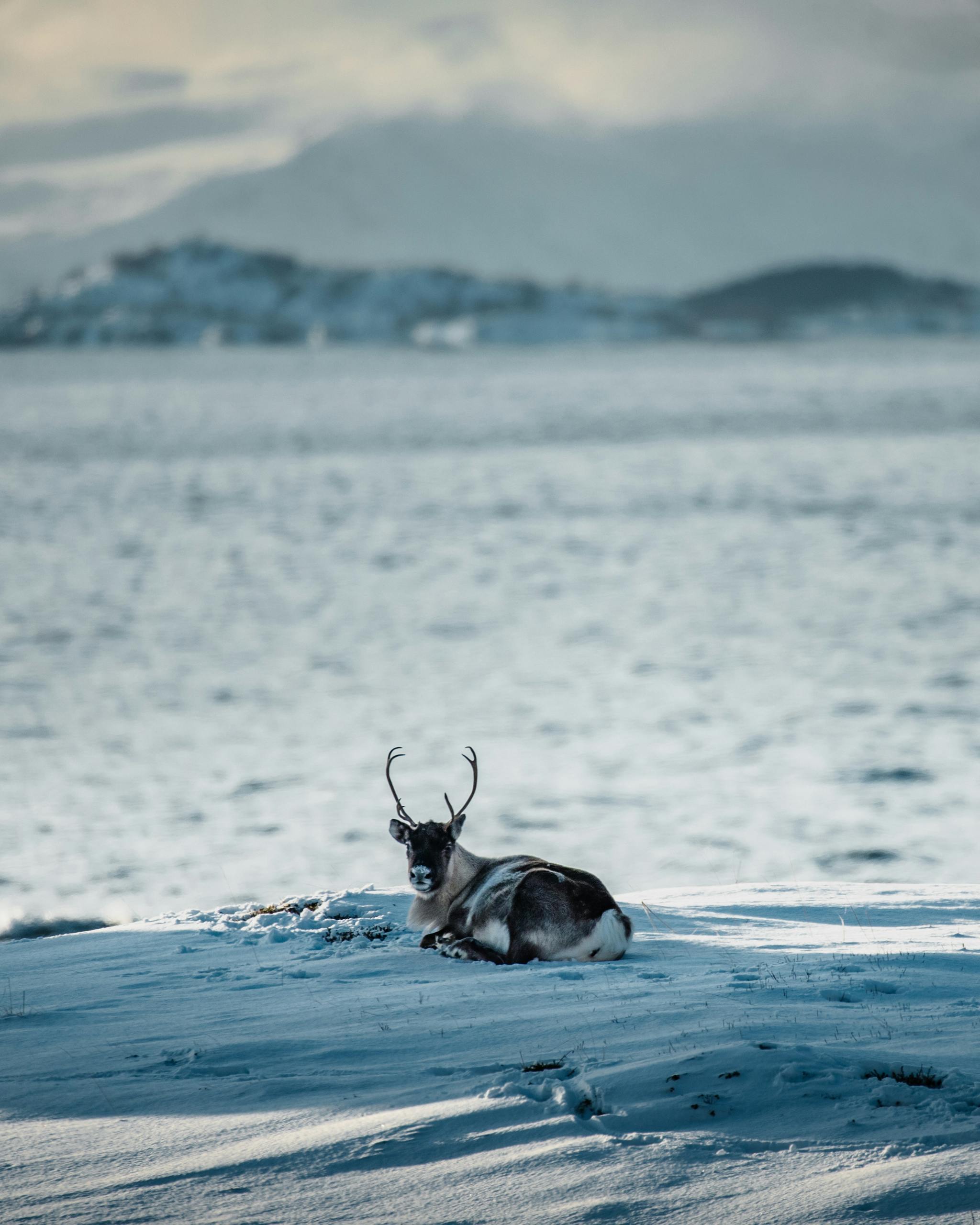 Close-up image of a reindeer rests peacefully on a blanket of snow, its legs tucked beneath its body and its head held upright. Its thick fur provides warmth against the cold, while its antlers reach gracefully upward. Snow surrounds the reindeer, covering the ground and dusting nearby trees. The serene winter setting is softened by diffused sunlight filtering through a calm, overcast sky, creating a tranquil and cozy atmosphere.