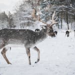 Image of a reindeer with a thick, brown coat and large, branching antlers walks slowly through a quiet, snow-covered forest. Snow blankets the ground and clings to the branches of pine trees that surround the reindeer. Its breath is visible in the chilly air, and soft sunlight filters through the trees, casting a serene, wintery glow over the scene. Image used for the article Reindeer Symbolism.