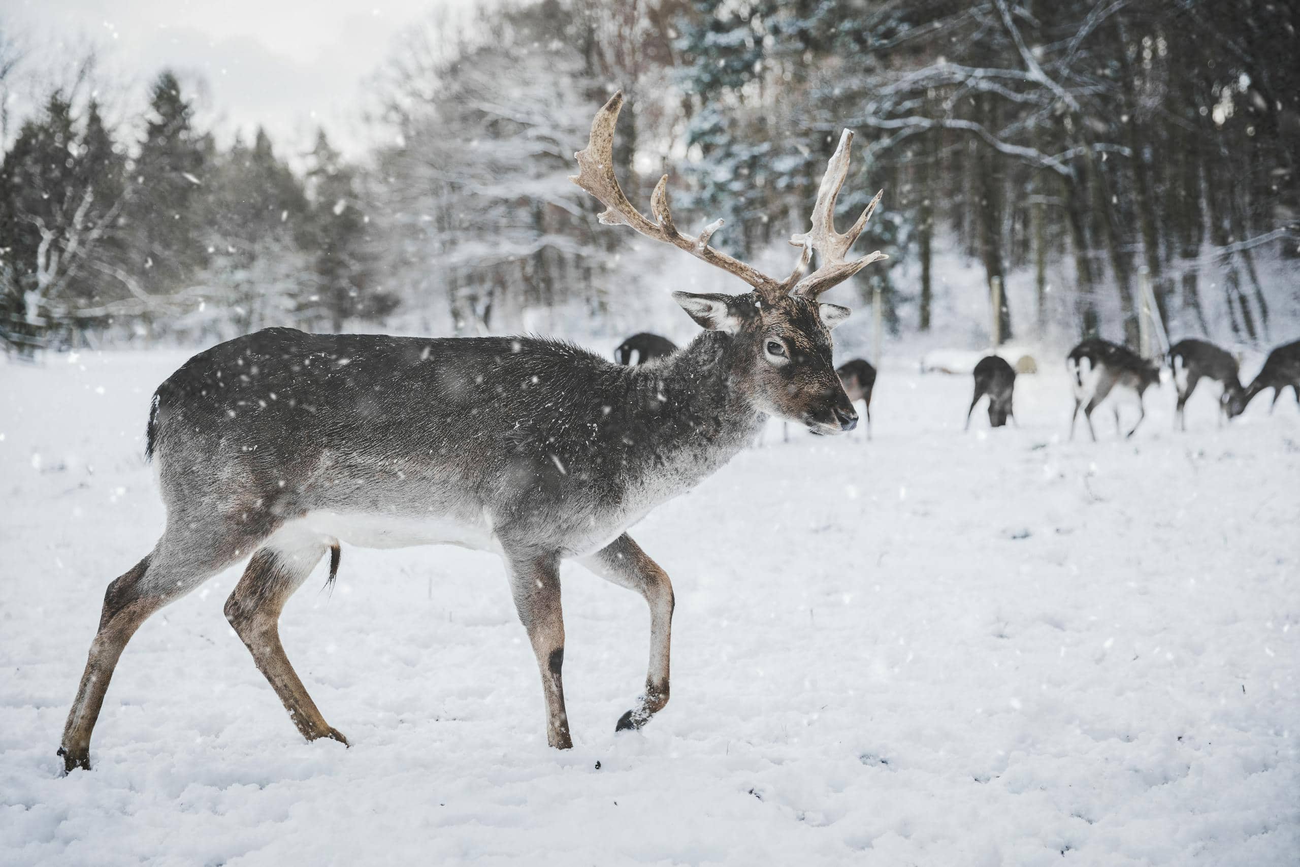 Image of a reindeer with a thick, brown coat and large, branching antlers walks slowly through a quiet, snow-covered forest. Snow blankets the ground and clings to the branches of pine trees that surround the reindeer. Its breath is visible in the chilly air, and soft sunlight filters through the trees, casting a serene, wintery glow over the scene. Image used for the article Reindeer Symbolism.