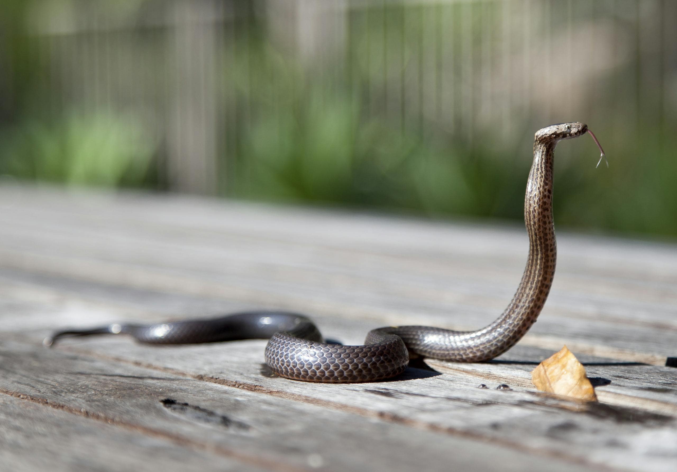 Image of a brown snake with its body partially raised and its forked tongue flicking outward, positioned on a wooden surface. The snake's scales glisten under soft light, emphasizing its earthy tones and sleek texture. The wooden surface beneath it shows natural grain patterns, adding to the rustic setting. Image used for the article cobra symbolism.