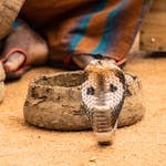 Close-up image of a cobra emerging from a woven basket, its hood flared wide and body coiled, creating an intimidating yet majestic posture. The basket is intricately designed, sitting on a rustic surface, with soft lighting highlighting the snake's scales and the texture of the basket. Image used for the article cobra symbolism.