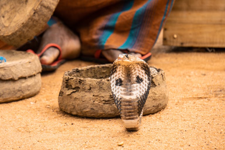 Close-up image of a cobra emerging from a woven basket, its hood flared wide and body coiled, creating an intimidating yet majestic posture. The basket is intricately designed, sitting on a rustic surface, with soft lighting highlighting the snake's scales and the texture of the basket. Image used for the article cobra symbolism.