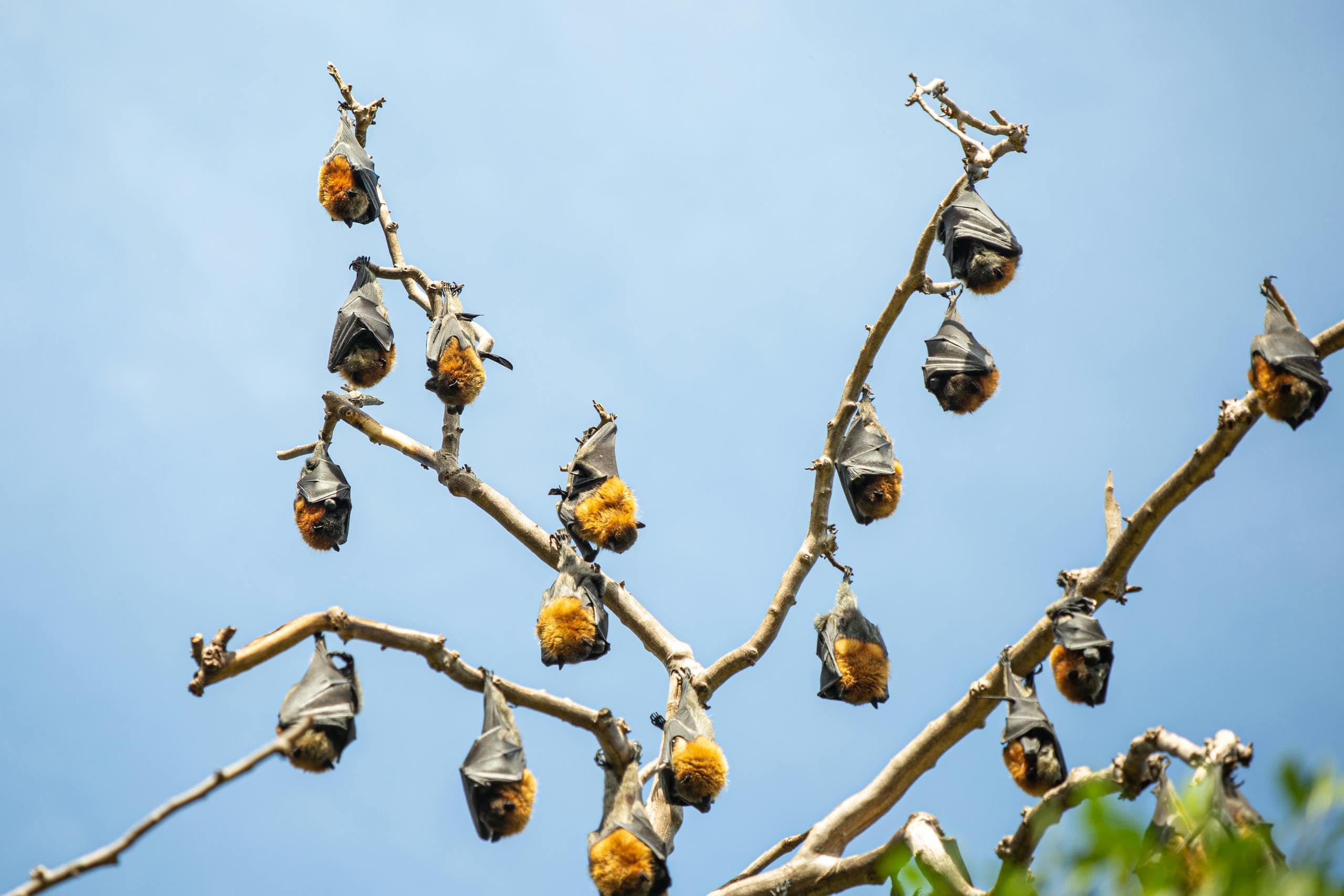 Image of a cluster of bats hanging upside down from tree branches, with their wings folded around their bodies. The bats are nestled closely together, creating a dense grouping. The scene captures the natural environment, with the tree branches and leaves providing a lush, green backdrop. The bats' fur and wings are visible, with some bats peeking out, adding a sense of liveliness to the image used for the article Spirit Animal Bat Meaning.