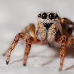 Close-up image of an orange and black spider perched on a web. The spider's body is bright orange with intricate black markings, and it has long, thin legs that are orange with dark segments near the joints. The background shows a blurred, natural outdoor setting, enhancing the spider's vivid colors. Image used for the article Spiritual Meaning of Spider