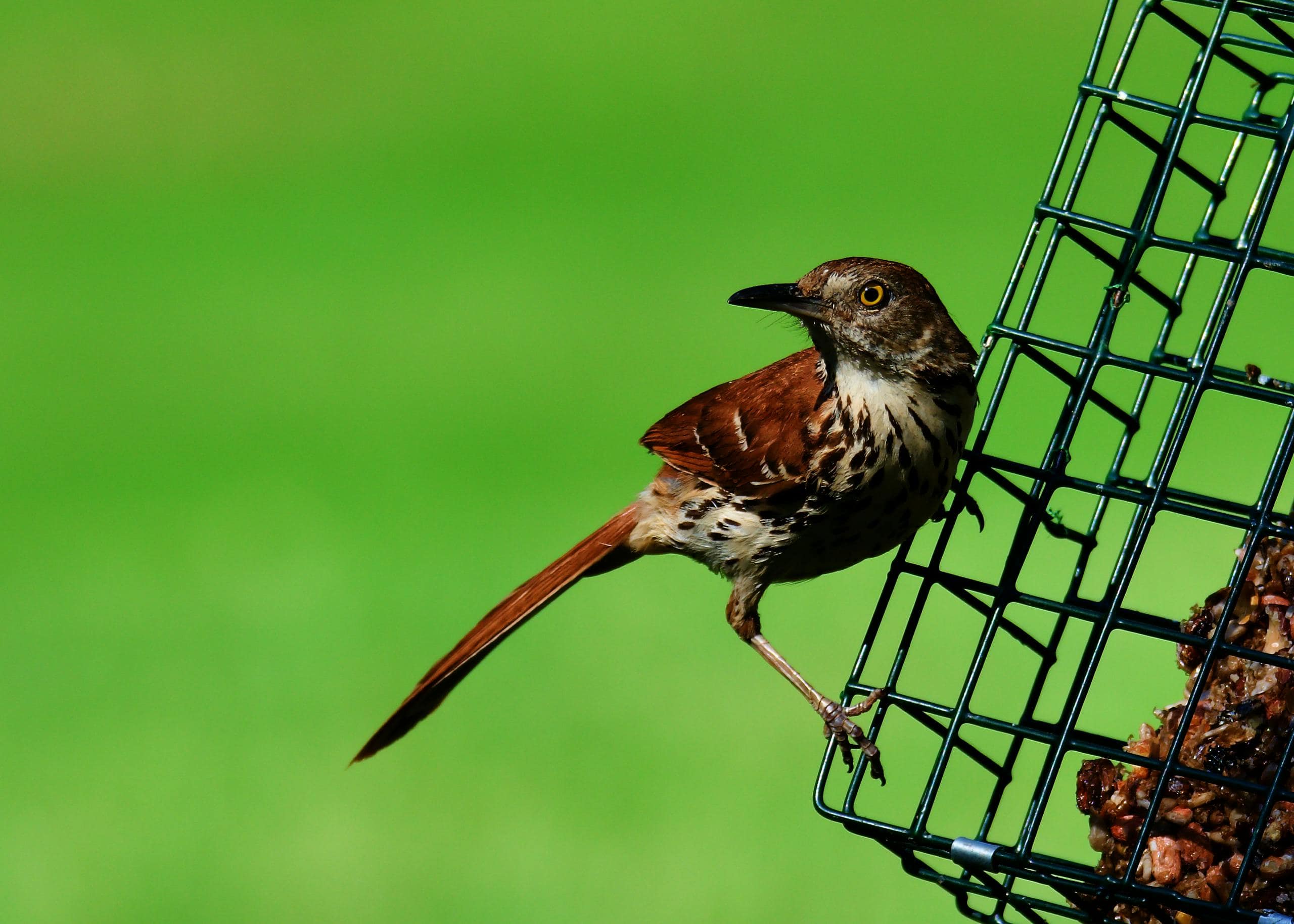 Brown Thrasher Spiritual Meaning and Significance in Dreams Image of a brown thrasher perched on a green bird feeder, its reddish-brown plumage and streaked breast contrasting beautifully with the vibrant green background of lush foliage. Image used for the article brown thrasher spiritual meaning.