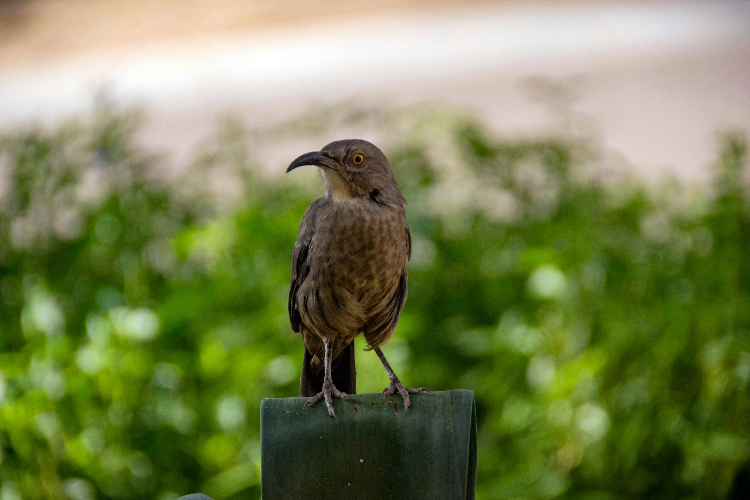 Brown Thrasher Spiritual Meaning and Significance in Dreams Image of a thrasher perched on a branch outdoors, showcasing its long, downward-curving beak and mottled brown plumage. The natural background enhances the bird's distinctive features and habitat.
