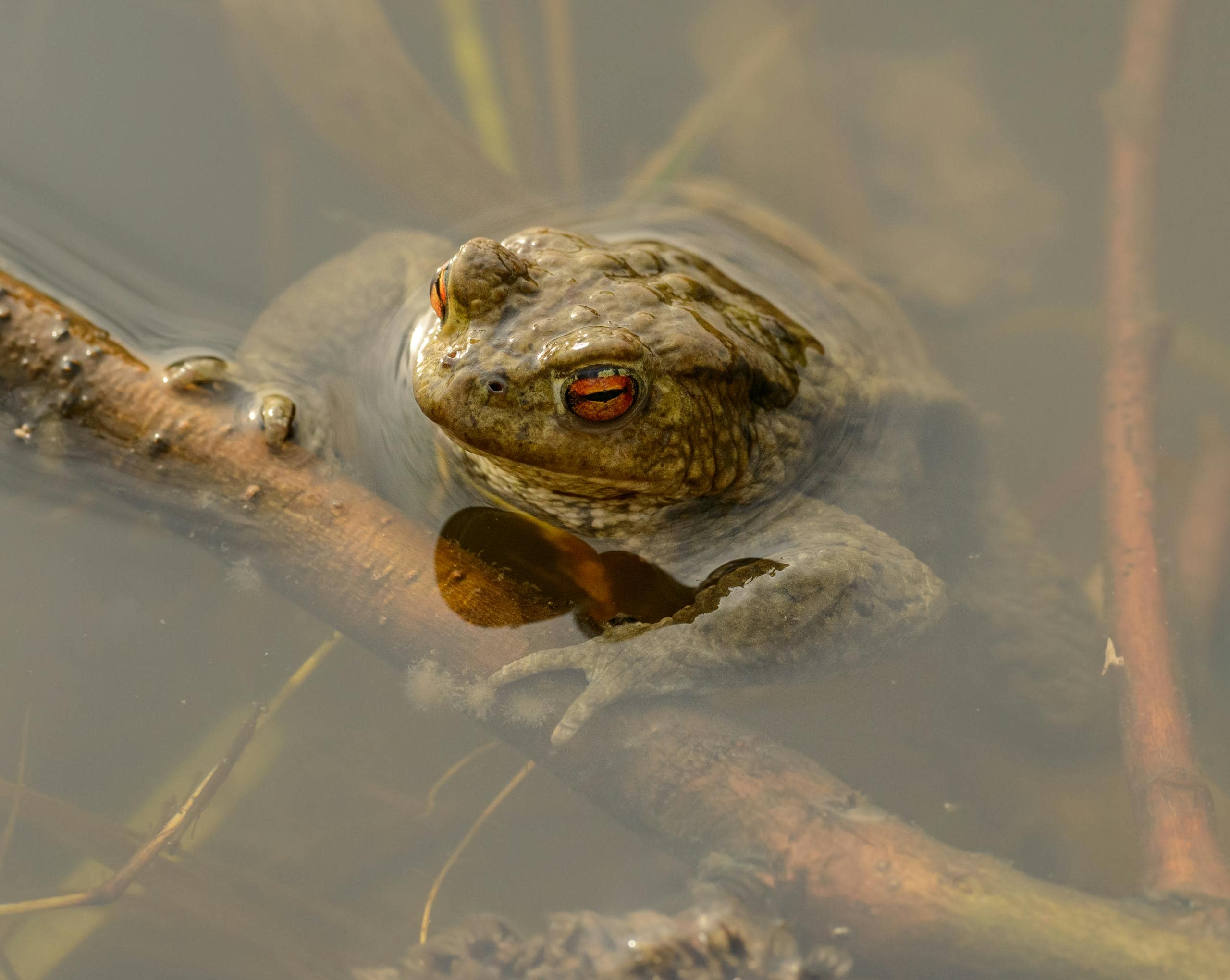 Image of a frog resting on a branch partially submerged in water, its textured skin glistening in natural light. The frog's body is a mix of earthy tones and subtle patterns, blending harmoniously with its surroundings. The branch dips gently into the clear water, creating soft ripples and reflections. Lush greenery and natural vegetation in the background enhance the vibrant and serene setting. Image used for the article toad spiritual meaning.