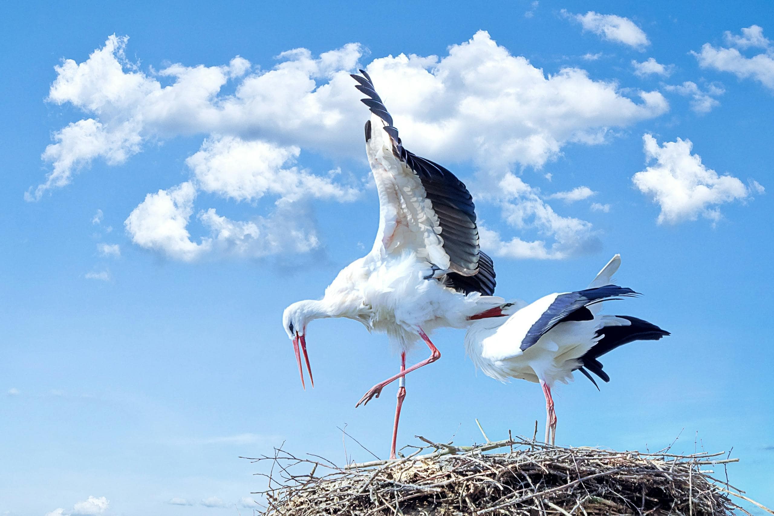 Image of two storks with their wings spread, perched in a large nest made of twigs, set against a vibrant blue sky. The scene captures the elegance of the birds in a moment of stillness and natural beauty. Image used for the article stork symbolism.