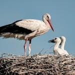 Close-up image of a stork family in a large nest. An adult stork stands protectively with its wings slightly open, while fluffy chicks nestle close beneath it. Image used for the article stork symbolism.