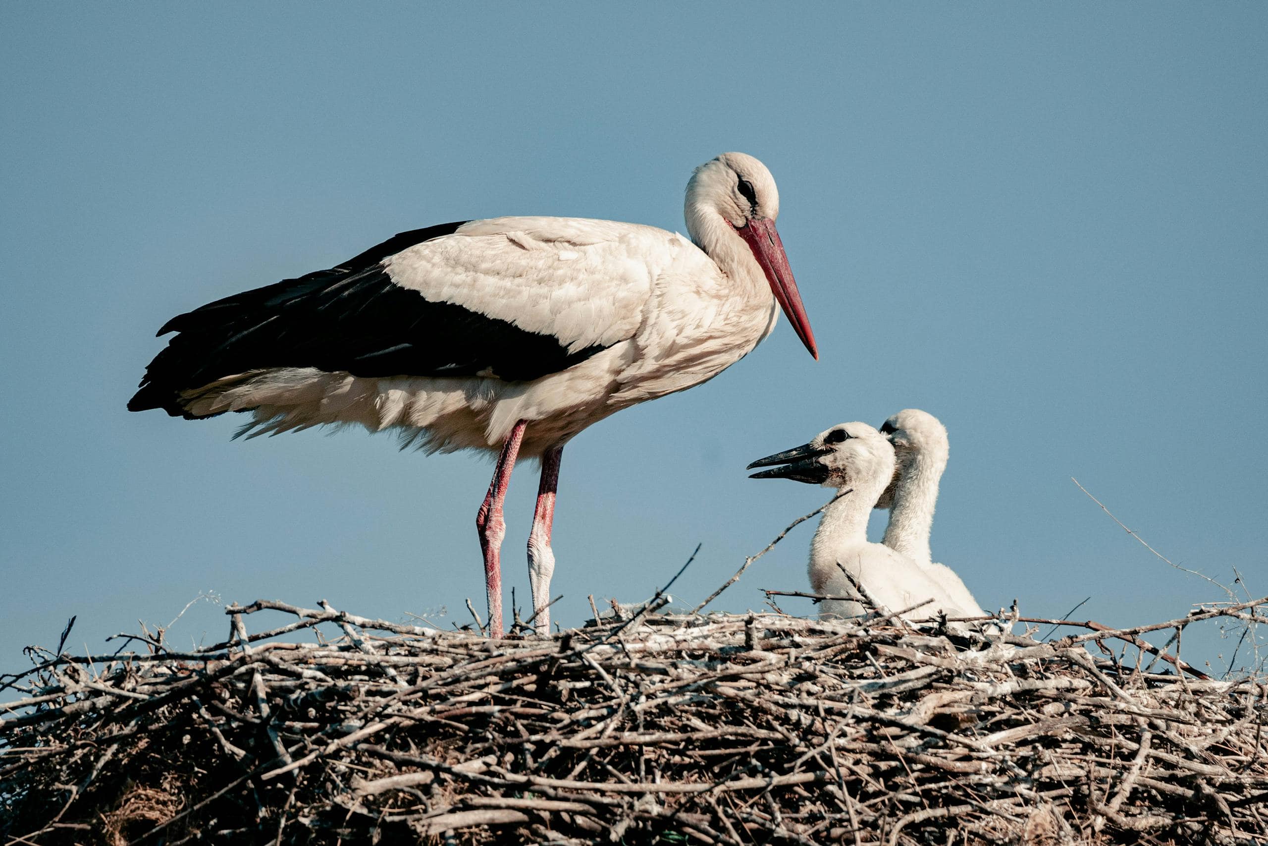 Close-up image of a stork family in a large nest. An adult stork stands protectively with its wings slightly open, while fluffy chicks nestle close beneath it. Image used for the article stork symbolism.