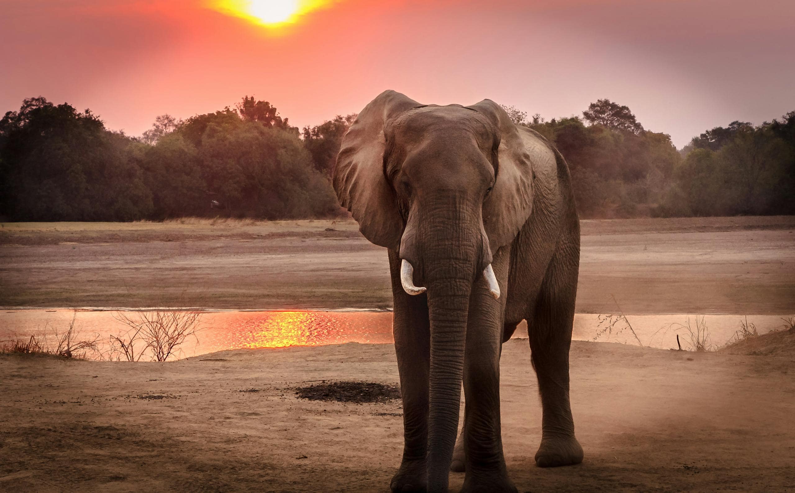 Image of a elephant stands silhouetted against a vibrant sunset, its large ears and curved trunk distinctly outlined.