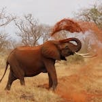 Image of an African elephant playfully tosses a cloud of dust into the air with its trunk, standing amid a vibrant savanna landscape. The scene features golden grasses stretching to the horizon, scattered acacia trees, and a brilliant blue sky with fluffy white clouds. The elephant's large ears and tusks are highlighted in the warm sunlight, emphasizing its majestic presence in the wild. Image used for the article spiritual meaning of elephant.