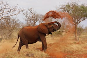 Image of an African elephant playfully tosses a cloud of dust into the air with its trunk, standing amid a vibrant savanna landscape. The scene features golden grasses stretching to the horizon, scattered acacia trees, and a brilliant blue sky with fluffy white clouds. The elephant's large ears and tusks are highlighted in the warm sunlight, emphasizing its majestic presence in the wild. Image used for the article spiritual meaning of elephant.