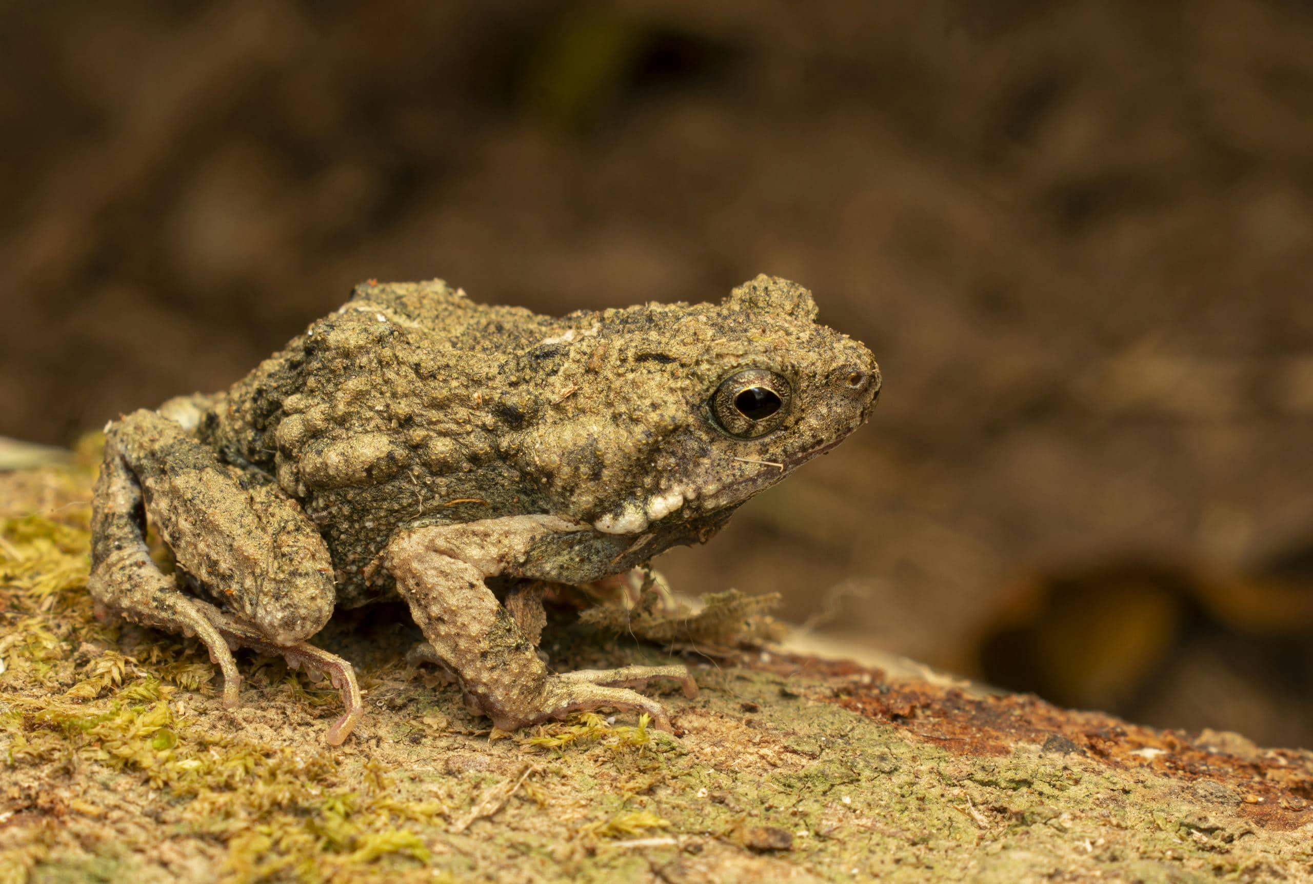 Close-up image of a camouflaged toad blending seamlessly with the forest floor, its mottled brown and earthy tones mirroring the surrounding leaves, twigs, and soil. The toad's textured skin and subtle patterns make it nearly indistinguishable from its environment, showcasing a perfect example of wildlife adaptation. Dappled light filters through the canopy above, adding depth to the natural scene.