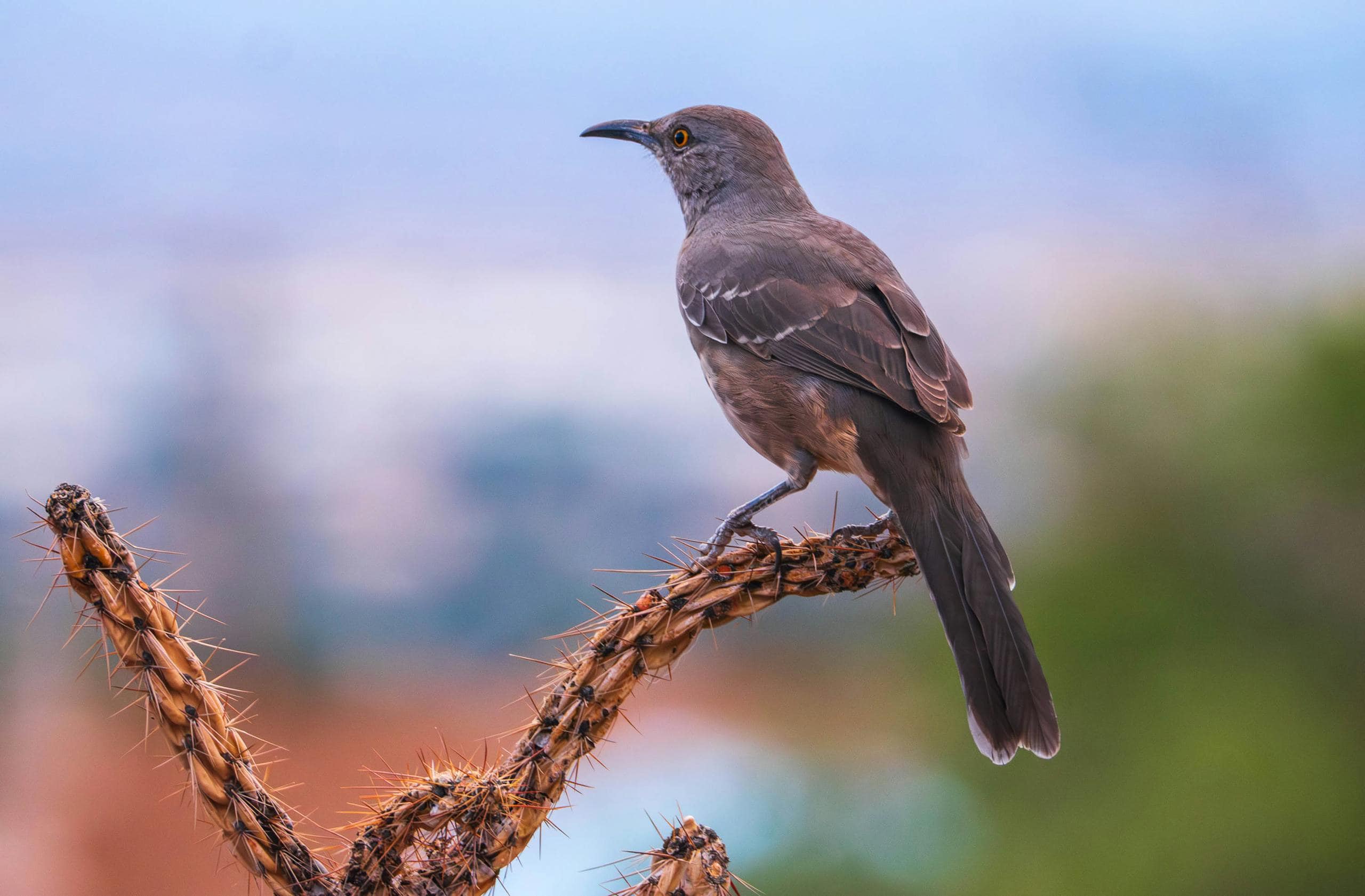 Brown Thrasher Spiritual Meaning and Significance in Dreams Image of a curve-billed thrasher perched on a cactus, its curved beak and mottled plumage clearly visible.