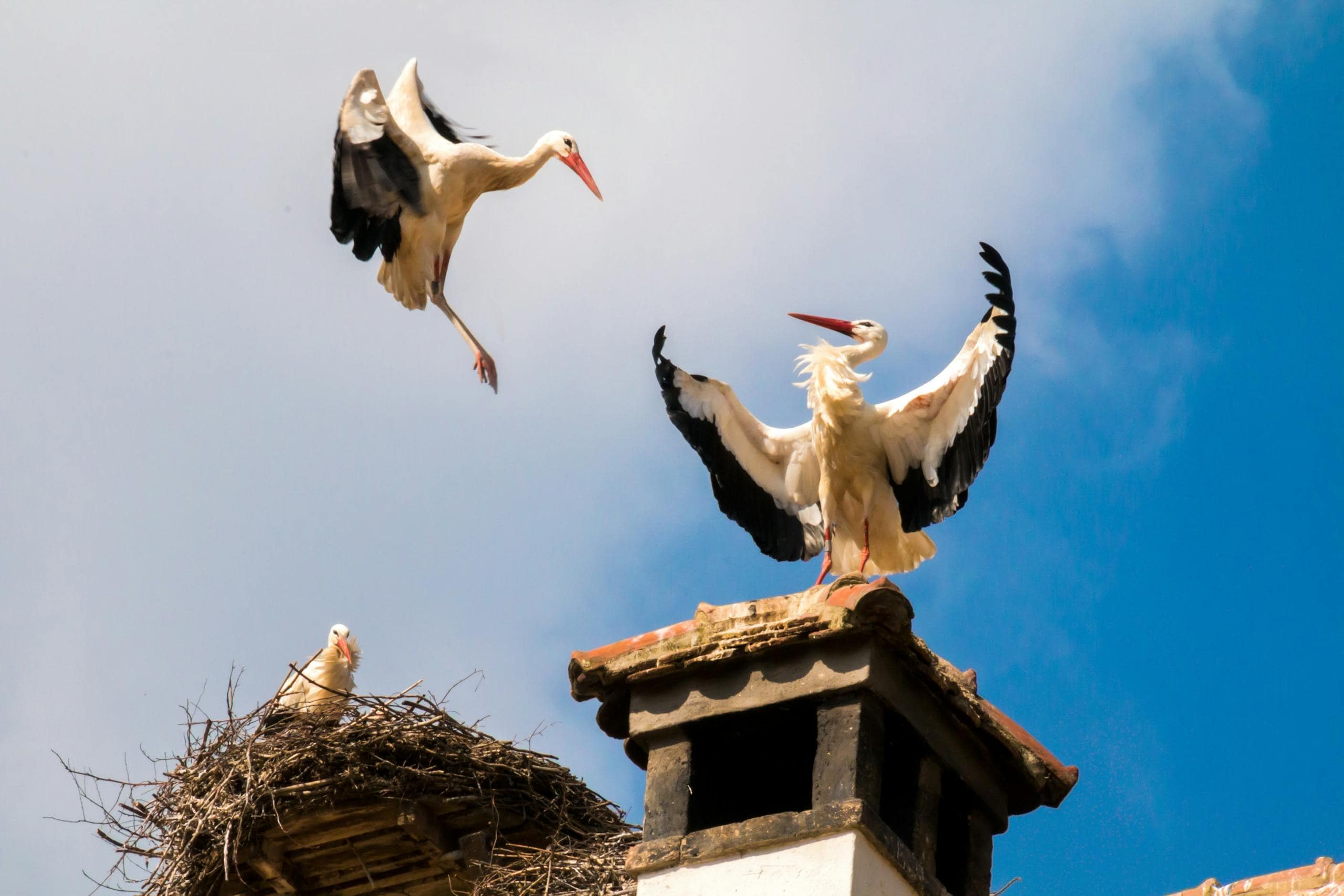 Image of a white storks perched on a large rooftop nest made of twigs, with one stork in mid-flight against a backdrop of clear blue sky. Image used for the article stork symbolism.
