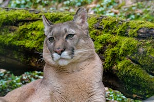 Close-up image of a cougar lounging on a mossy log, surrounded by a tranquil forest with soft lighting.