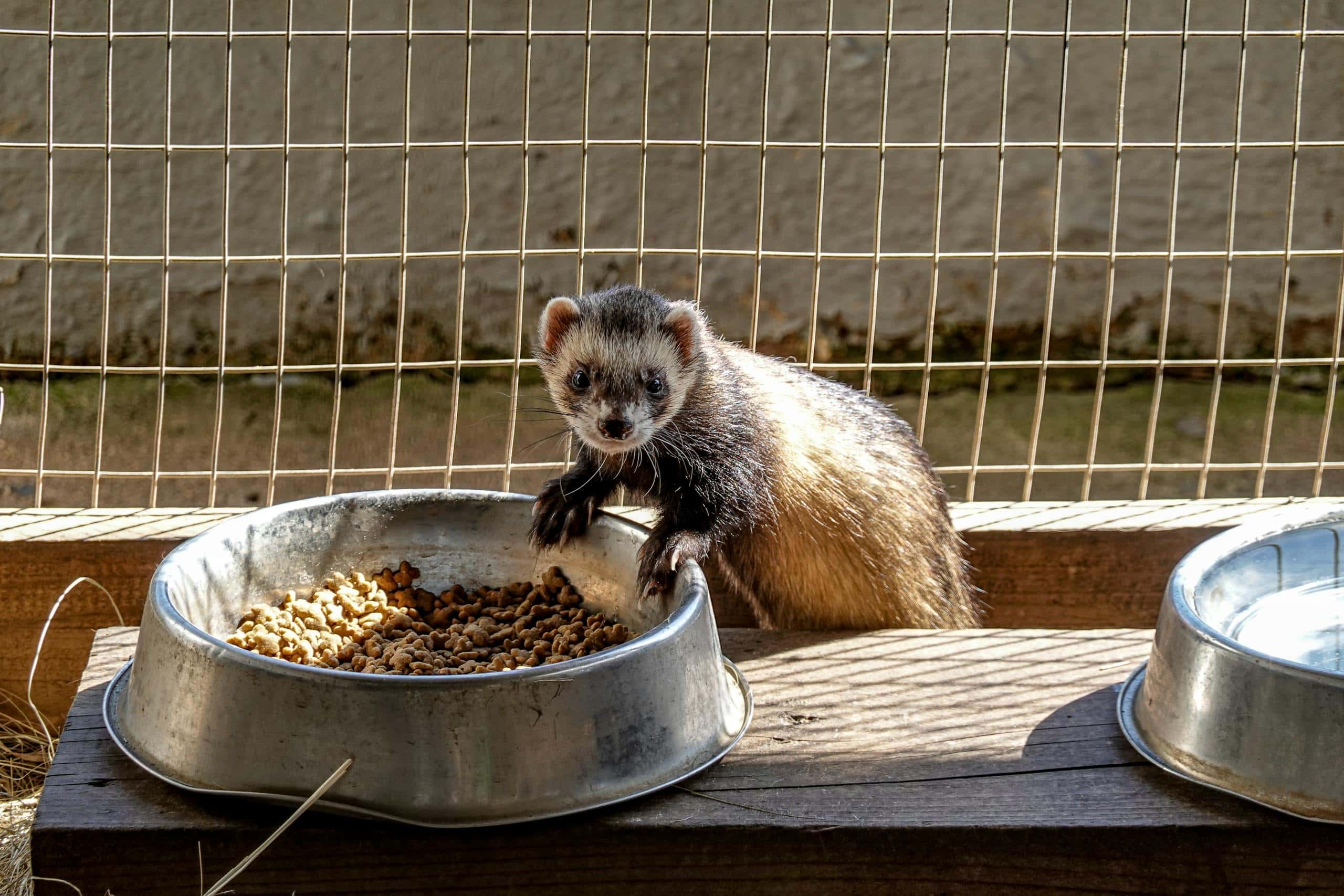 What Do Ferrets Symbolize? Spiritual and Symbolic Meaning Image of a curious domestic ferret eating in an outdoor enclosure, surrounded by natural elements and sunlight.