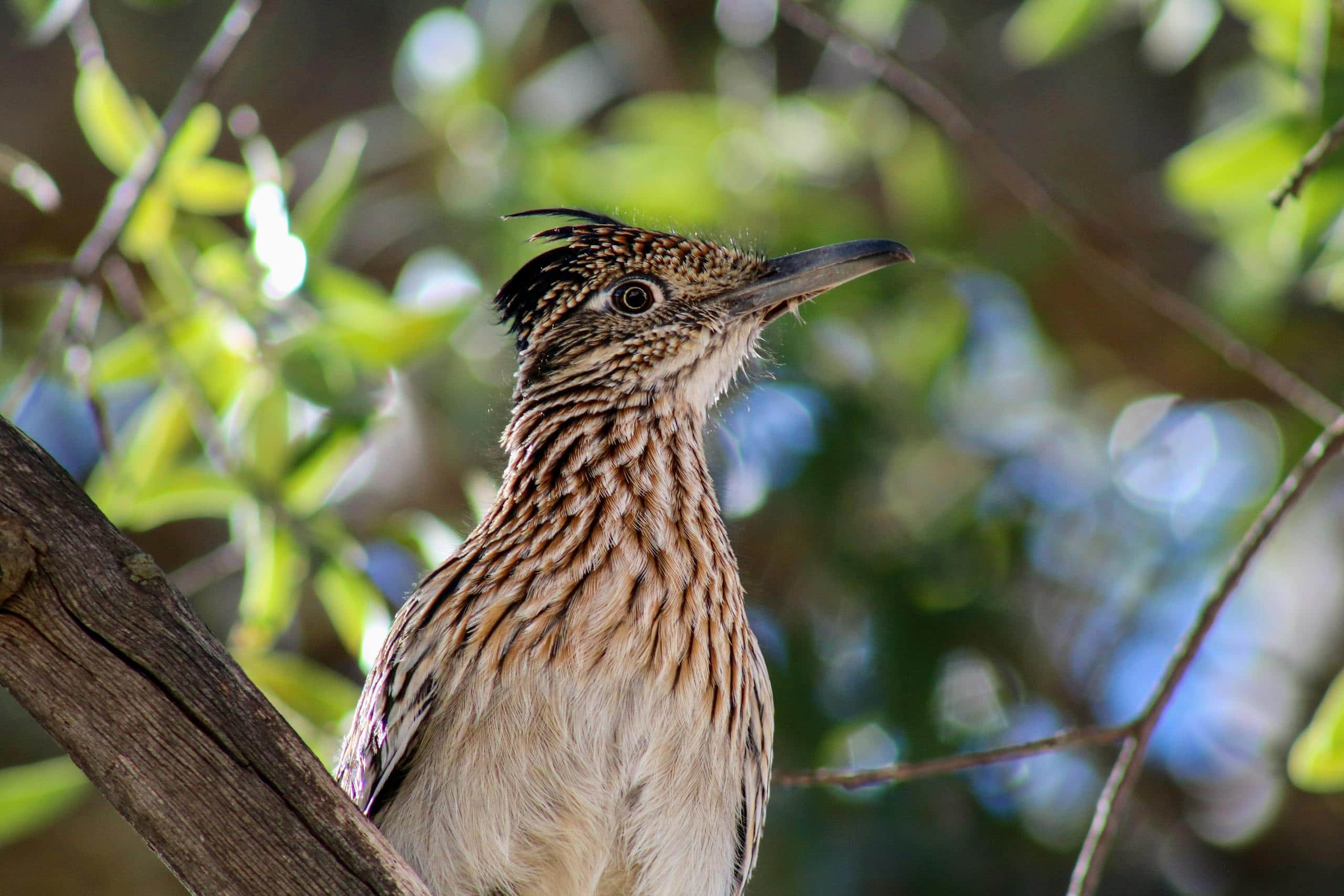 Roadrunner Spiritual Meaning, Cultural Significance, Dreams Image of a roadrunner perched on a branch, showcasing its feathers and sharp gaze. Image used for the article roadrunner spiritual meaning.