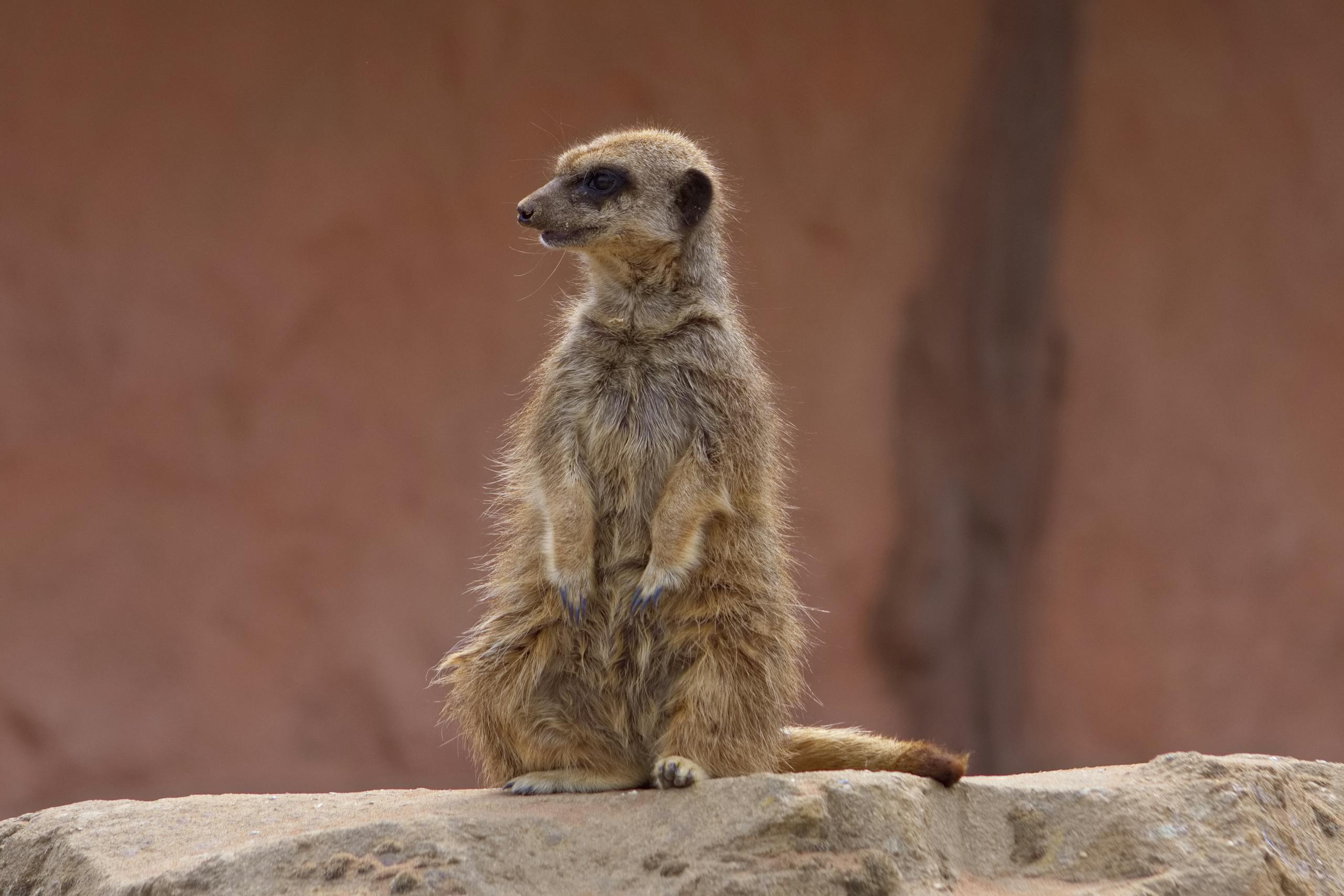 What Do Ferrets Symbolize? Spiritual and Symbolic Meaning Image of a meerkat stands upright on a rock, surrounded by a sandy desert landscape under a clear sky.