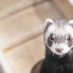 Image of a curious ferret with visible whiskers, bright eyes, and a playful expression, captured. Image used for the article what do ferrets symbolize.