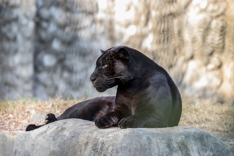 Image of a sleek black panther rests gracefully on a large rock, surrounded by lush green foliage. Image used for the article panther symbolism.