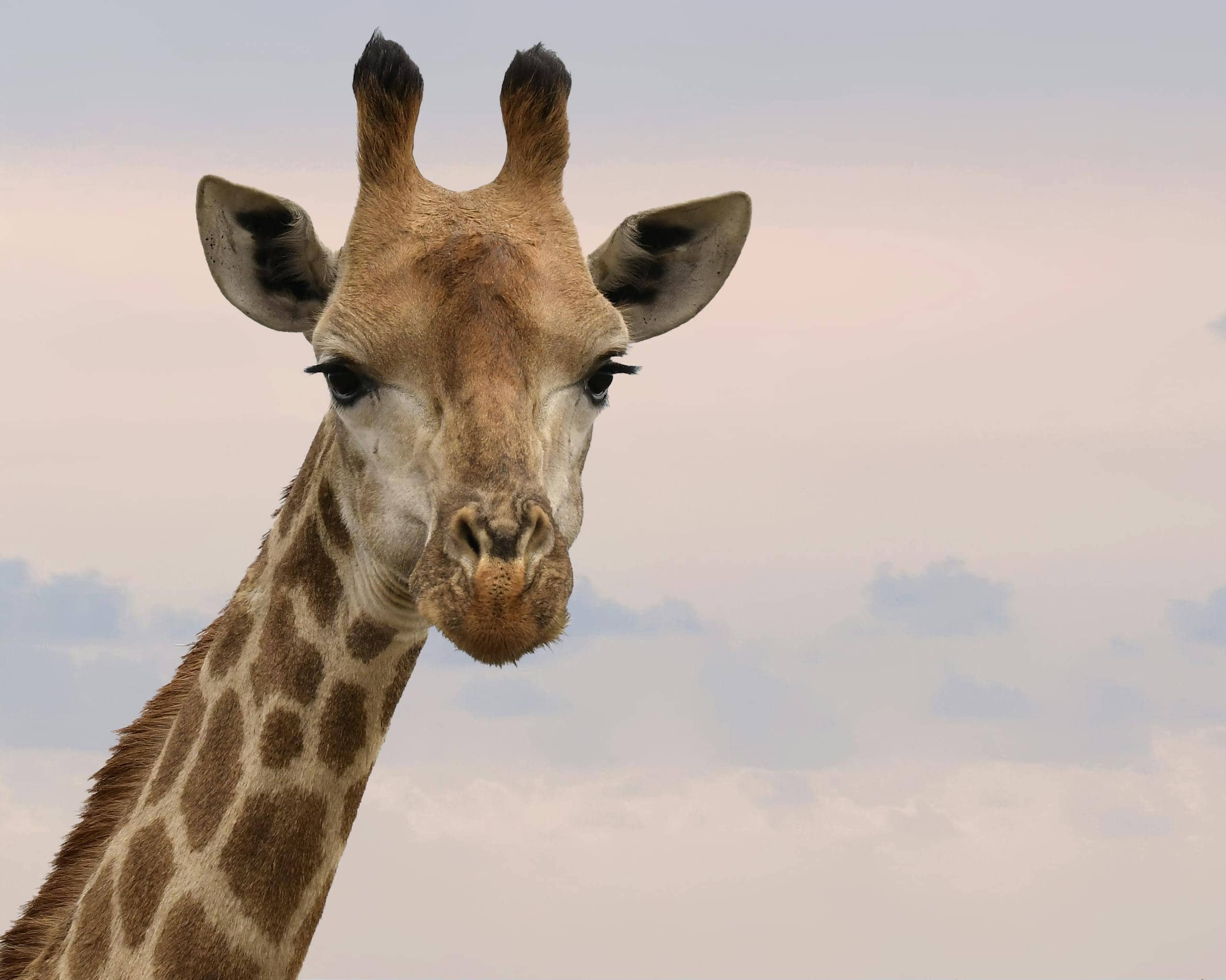 Close-up image of a giraffe's face with a serene expression, set against a soft, pastel-toned sky.