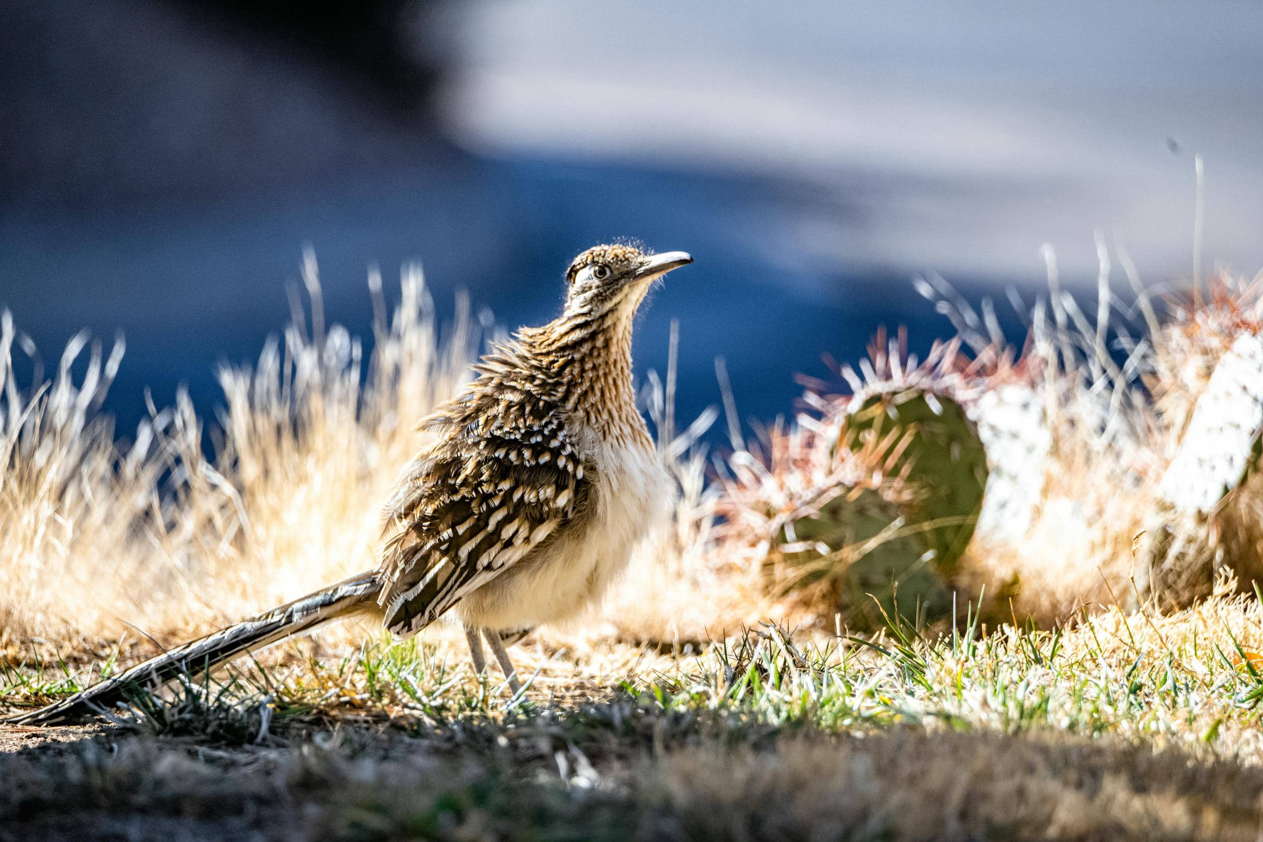 Roadrunner Spiritual Meaning, Cultural Significance, Dreams Image of a roadrunner stands alert in its natural desert habitat, surrounded by dry brush and sandy terrain
