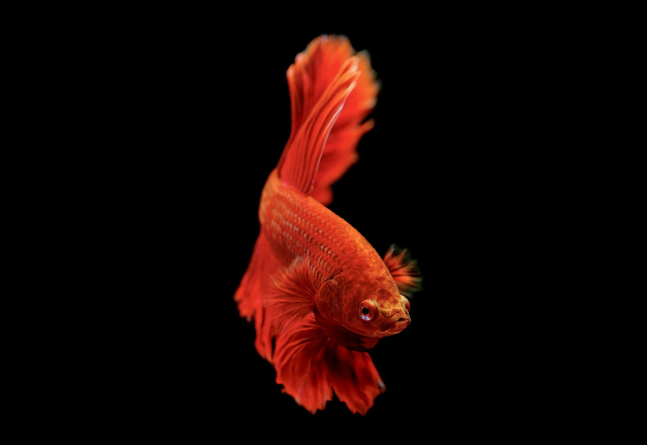 Image of a red Betta fish swims elegantly against a dark black background, showcasing its flowing fins. Image used for the article betta fish symbolism.