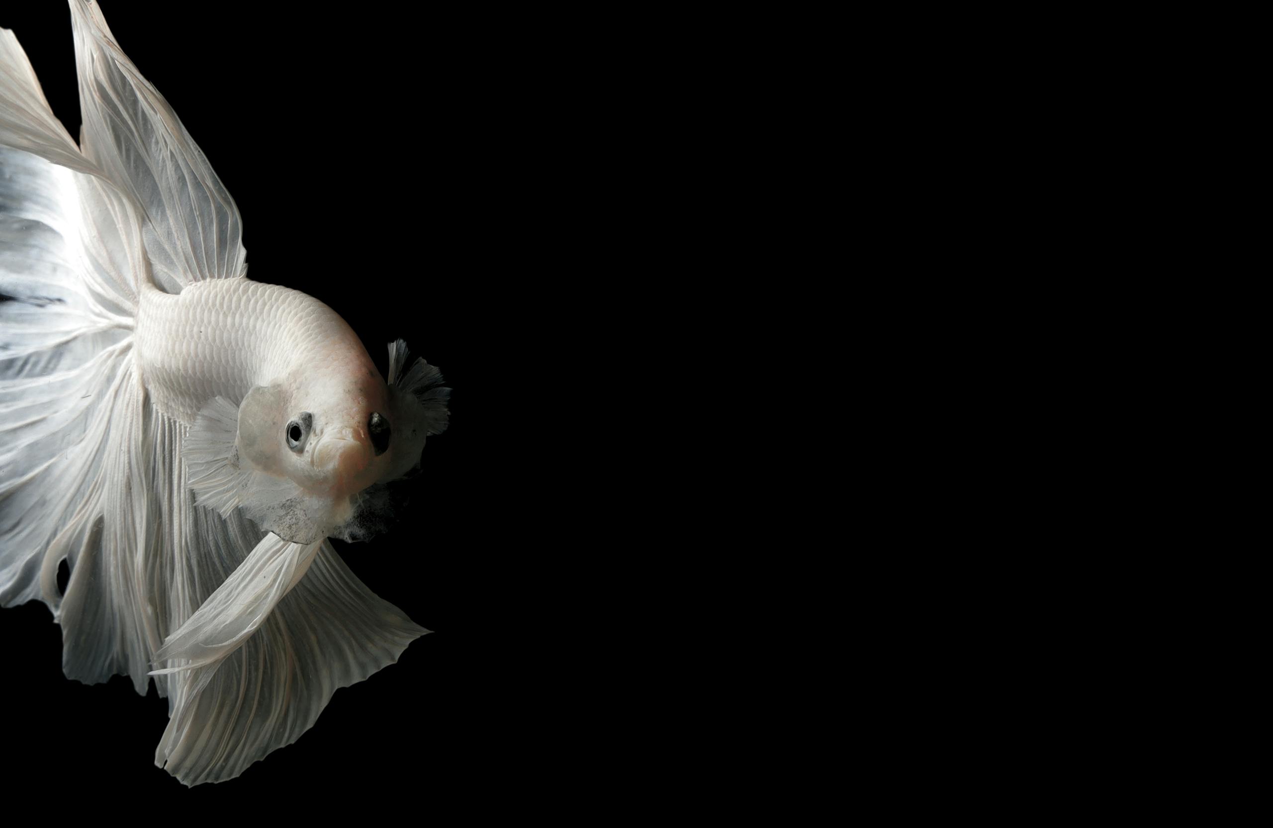 Image of a white betta fish with flowing, elegant fins swims gracefully on a black background, ideal for aquatic themes.