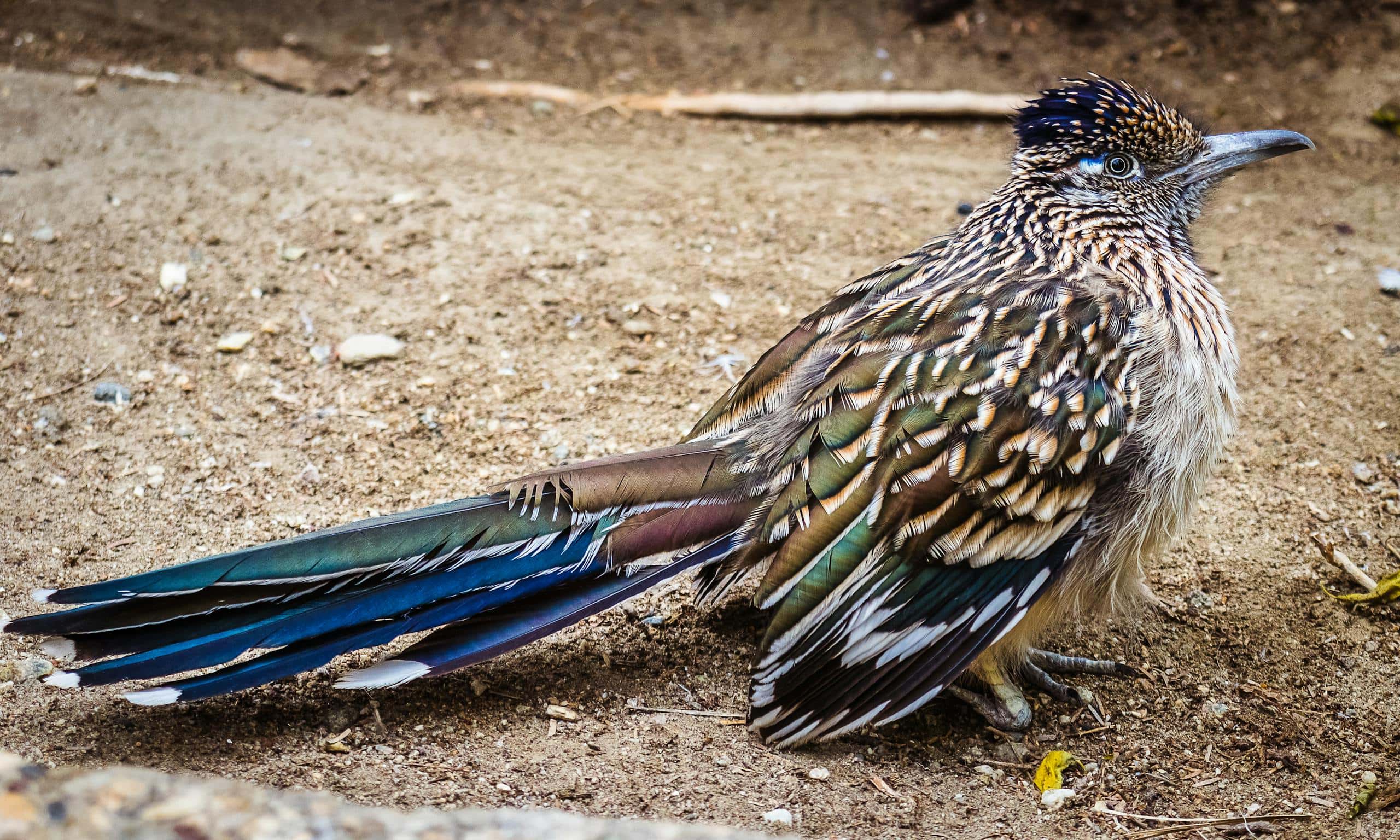 Roadrunner Spiritual Meaning, Cultural Significance, Dreams Image of a roadrunner rests on sandy ground, its feathers patterned in brown and white, with a long tail extended.