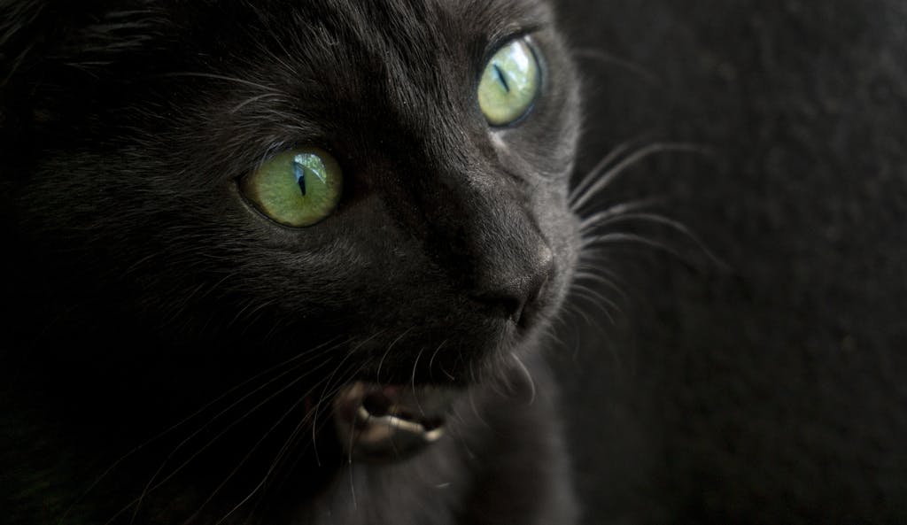 What Animal Represents Creativity? Top 15 Animals Detailed close-up of a black cat with vibrant green eyes and expressive whiskers.