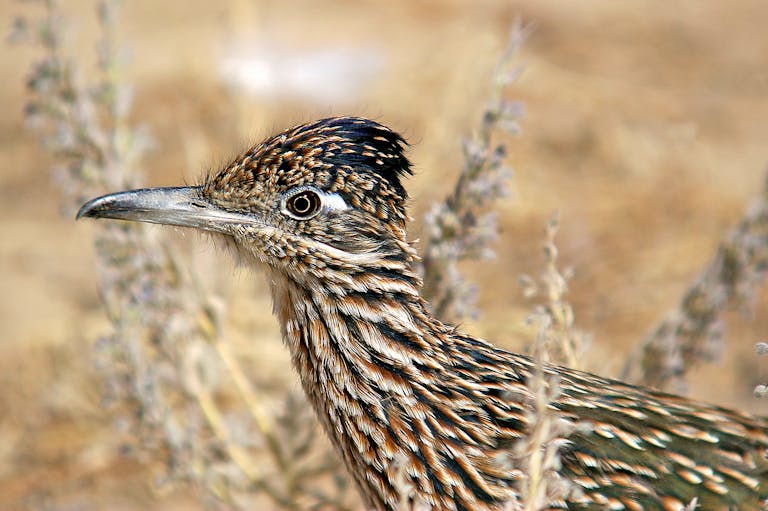 Image of a close-up of a Greater Roadrunner, showcasing its streaked plumage, sharp beak, and vivid eyes. Image used for the article roadrunner spiritual meaning.