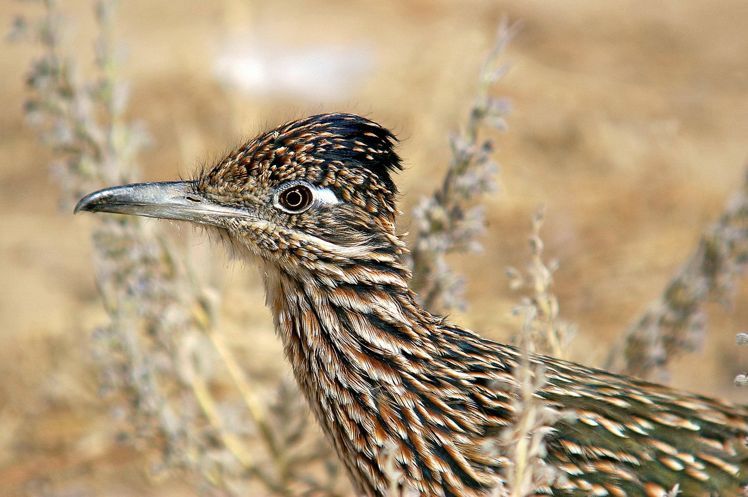 Image of a close-up of a Greater Roadrunner, showcasing its streaked plumage, sharp beak, and vivid eyes. Image used for the article roadrunner spiritual meaning.