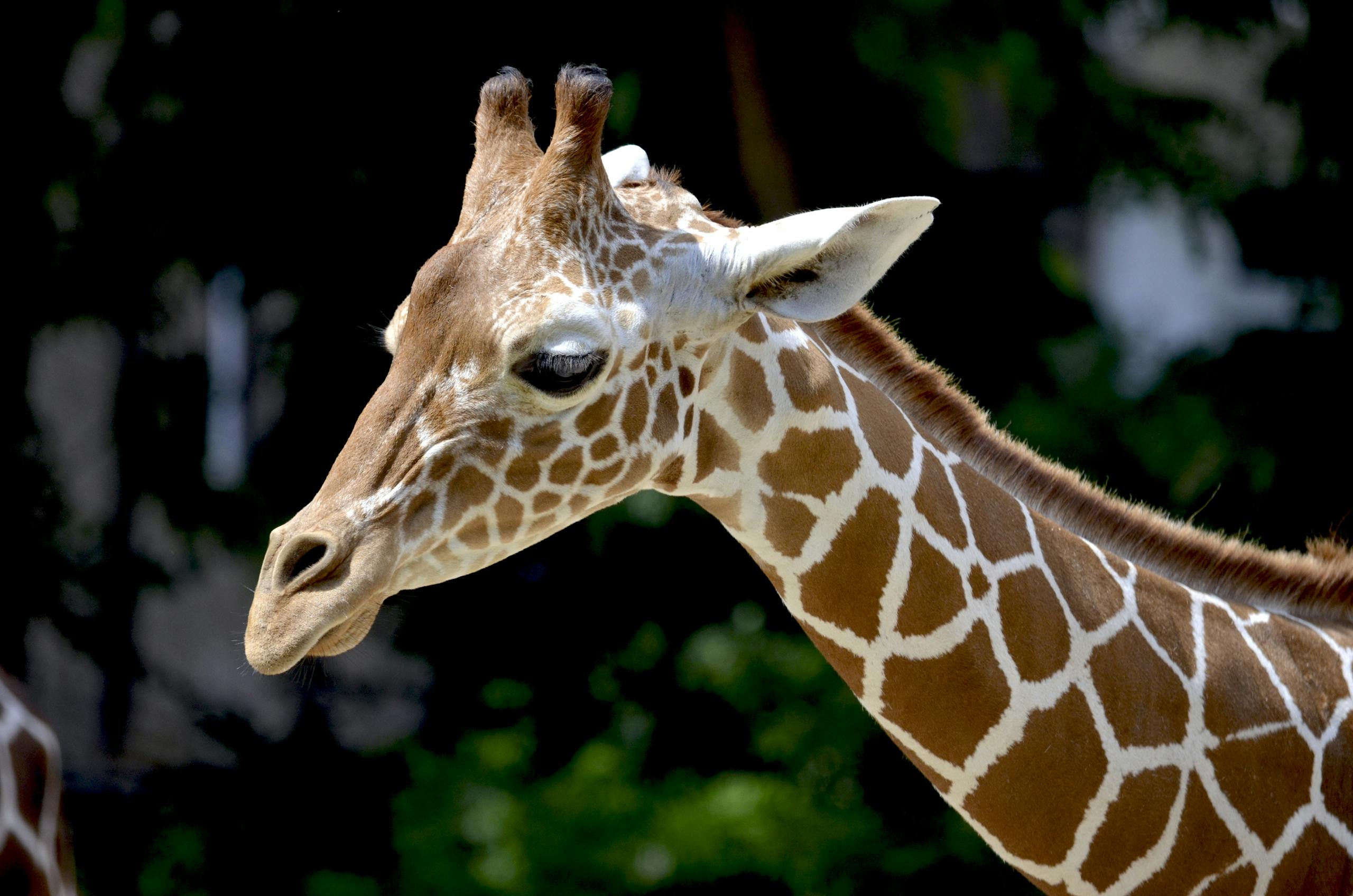 A close-up image of a giraffe highlighting its distinct fur pattern, long neck, and natural surroundings. Image used for the article what do giraffes represent.
